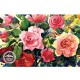 WATERMARK GREETING CARD ROSES